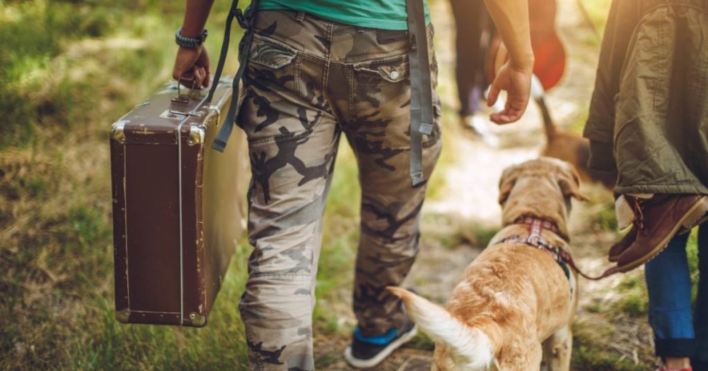 Puis-je emmener mon chien en Irlande ? Est-ce interdit ou autorisé ?