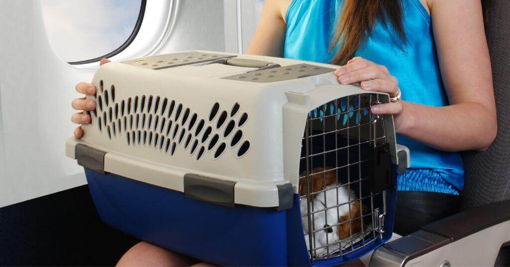 Comment peut-on transporter son chien en avion ?