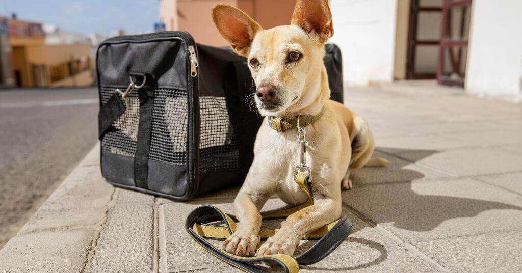 Sacs de transport homologués pour un vol d'avion Air France : Lesquels faut-il choisir pour un chien en cabine ?